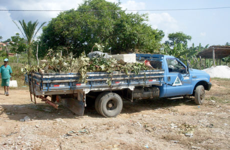 coleta-capinacao